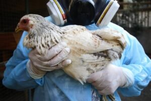SAG confirma influenza aviar H5N1 en Melipilla y refuerza alerta sanitaria en todo Chile