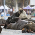 Denuncian ataques con armas blancas contra lobos marinos en Antofagasta: diputado exige protección y rechaza eventual caza