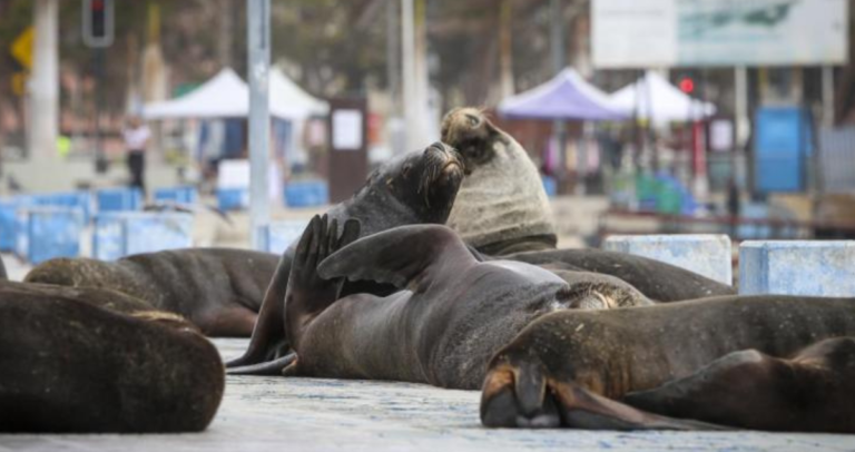 Denuncian ataques con armas blancas contra lobos marinos en Antofagasta: diputado exige protección y rechaza eventual caza
