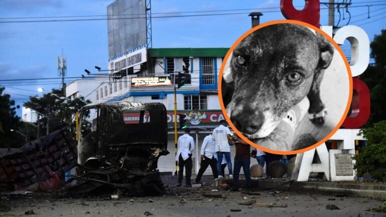 Un camión cargado con explosivos fue detonado junto al comando policial de Norte de Santander, en Cúcuta. El ataque dejó 14 personas lesionadas y provocó la muerte de “Gorda”, una perrita que vivió durante ocho años junto a los uniformados.